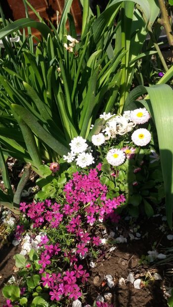  - Gradina mea cu flori