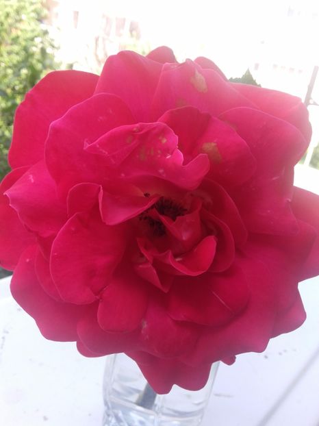  - Gradina mea cu flori