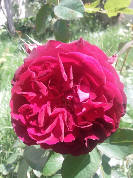  - Gradina mea cu flori