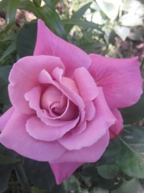  - Gradina mea cu flori