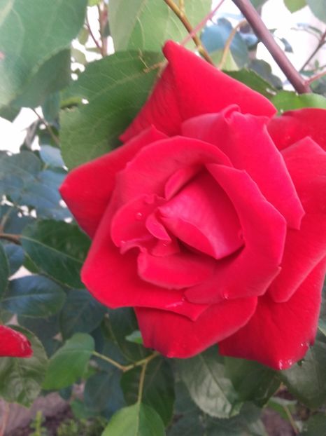  - Gradina mea cu flori