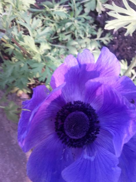  - Gradina mea cu flori