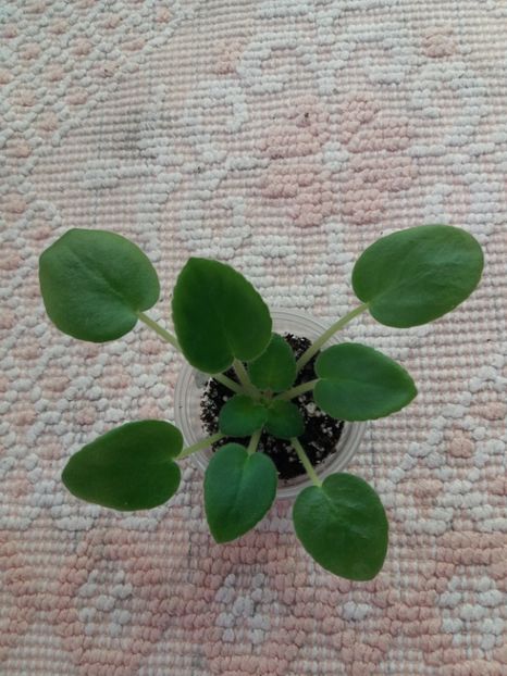 21 nov - ZZ LE Fandango