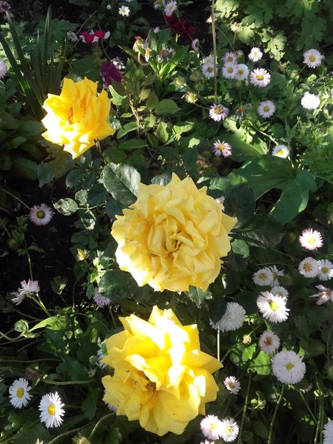  - Gradina mea cu flori