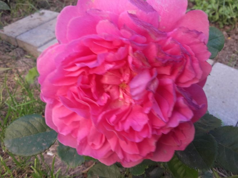  - Gradina mea cu flori