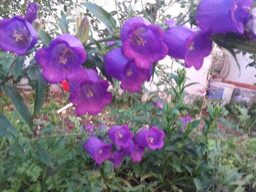  - Gradina mea cu flori