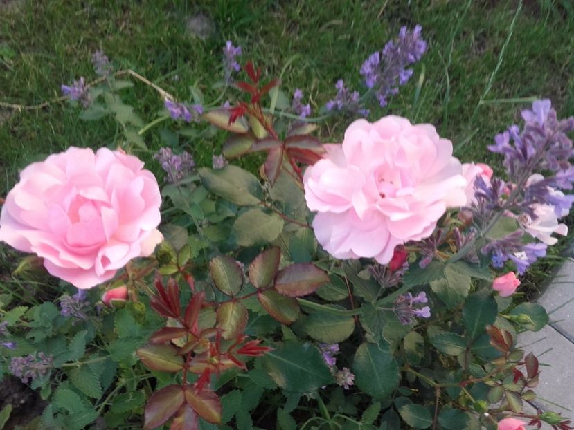  - Gradina mea cu flori