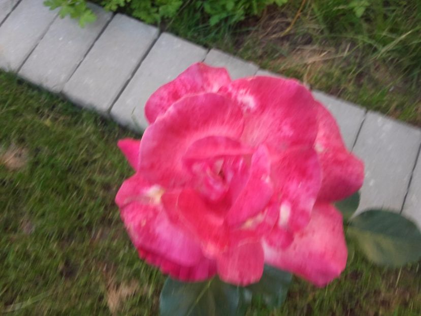  - Gradina mea cu flori