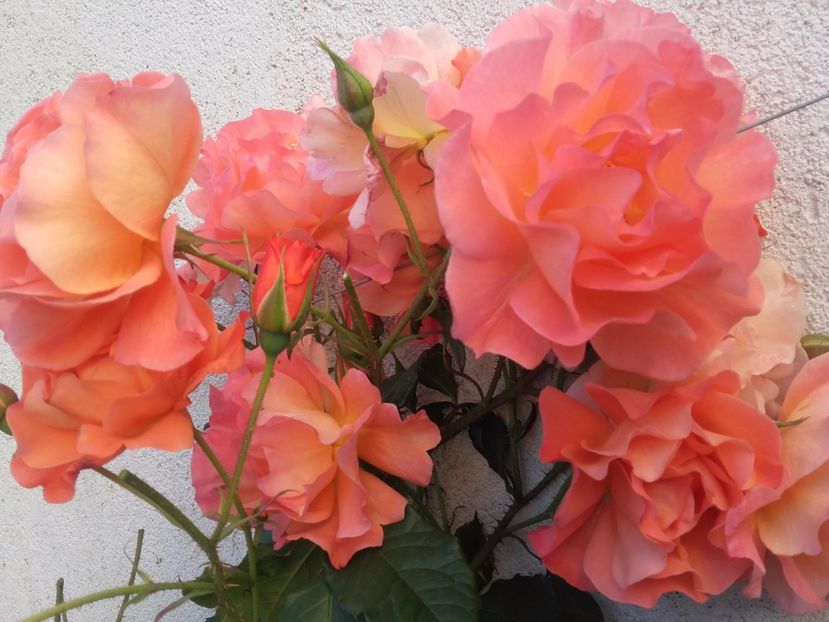  - Gradina mea cu flori