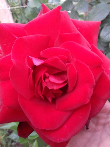  - Gradina mea cu flori