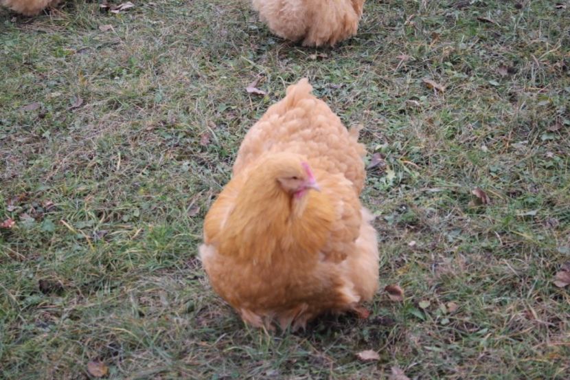  - Tineret 21 noiembrie 2017