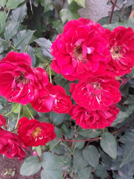  - Gradina mea cu flori