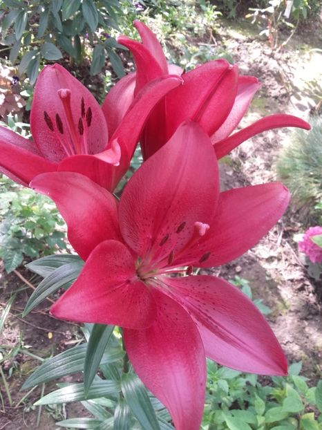  - Gradina mea cu flori