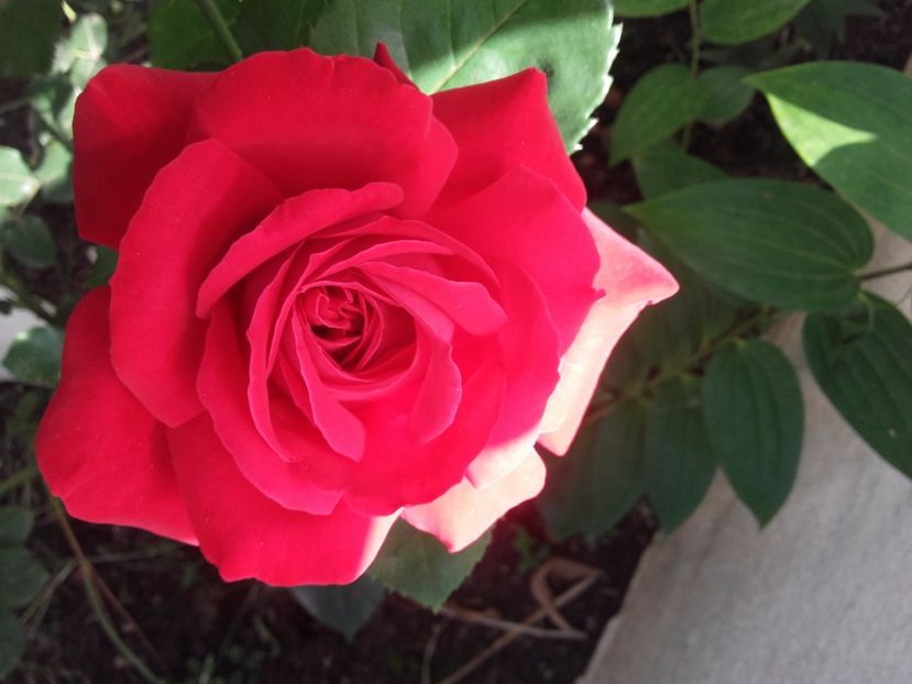  - Gradina mea cu flori