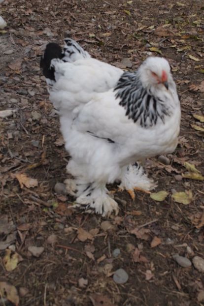  - Tineret 21 noiembrie 2017