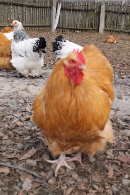  - Tineret 21 noiembrie 2017