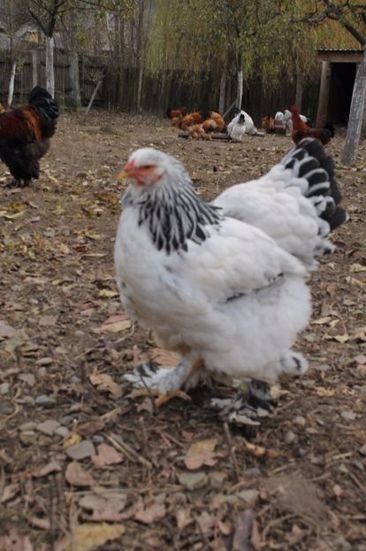  - Tineret 21 noiembrie 2017