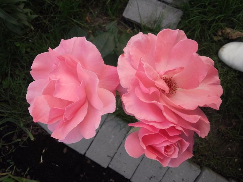  - Gradina mea cu flori