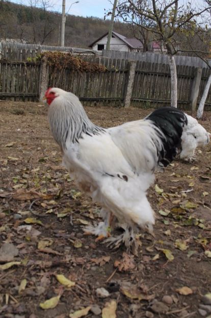  - Tineret 21 noiembrie 2017