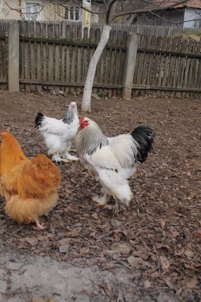  - Tineret 21 noiembrie 2017