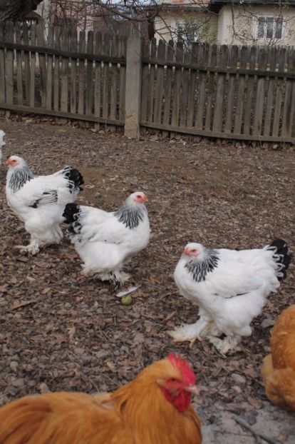  - Tineret 21 noiembrie 2017