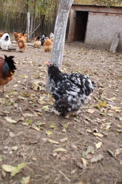  - Tineret 21 noiembrie 2017