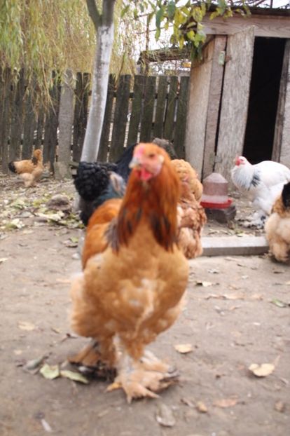  - Tineret 21 noiembrie 2017