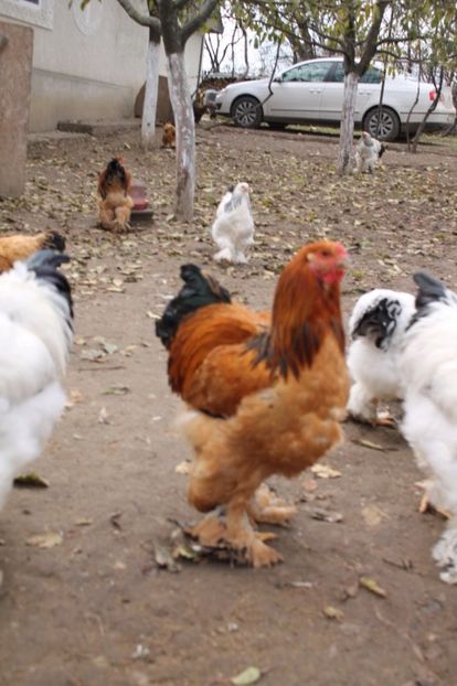  - Tineret 21 noiembrie 2017