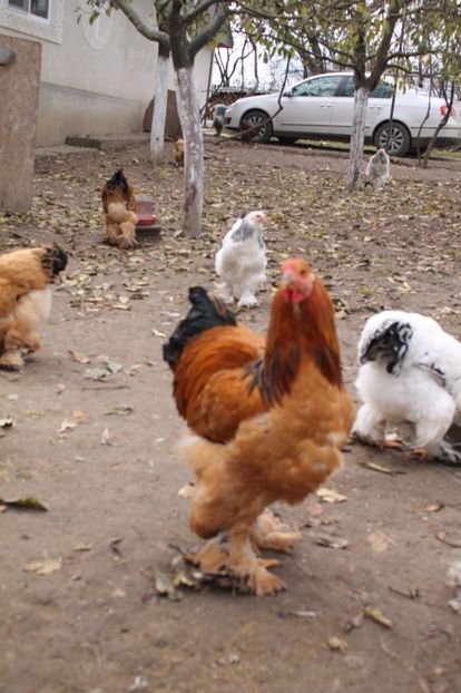  - Tineret 21 noiembrie 2017