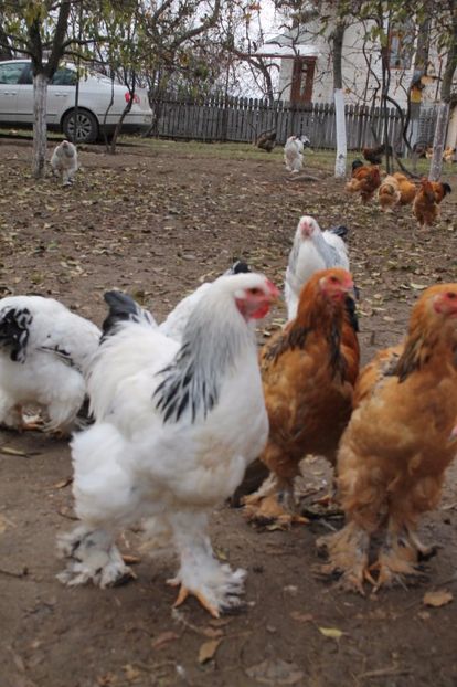  - Tineret 21 noiembrie 2017