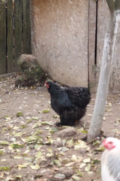  - Tineret 21 noiembrie 2017