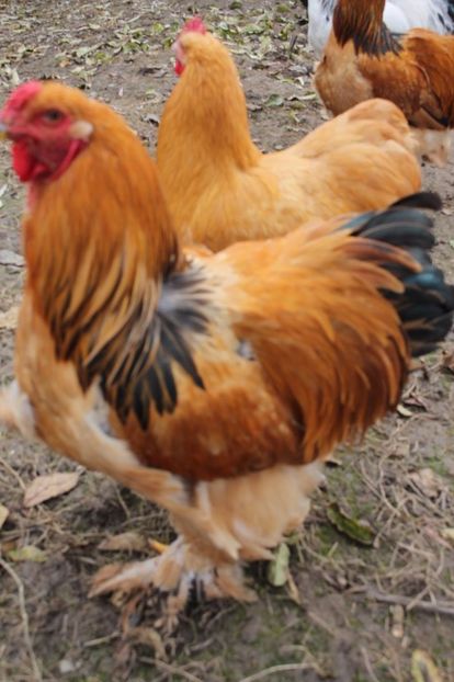  - Tineret 21 noiembrie 2017