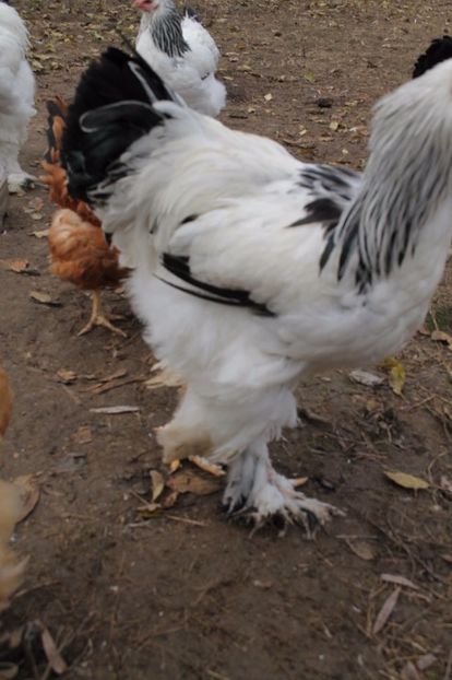  - Tineret 21 noiembrie 2017