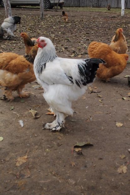  - Tineret 21 noiembrie 2017