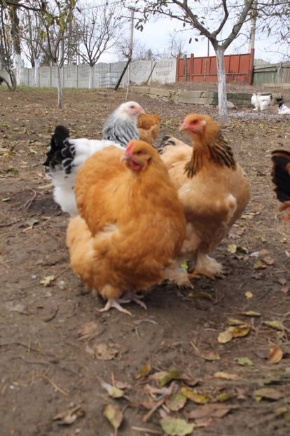  - Tineret 21 noiembrie 2017