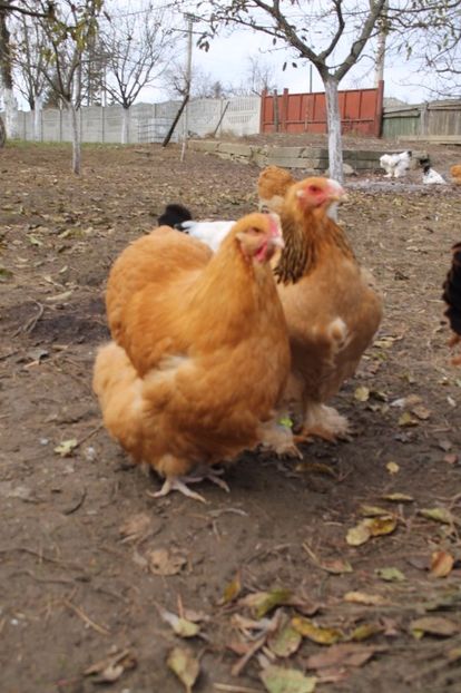  - Tineret 21 noiembrie 2017