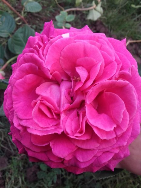  - Gradina mea cu flori