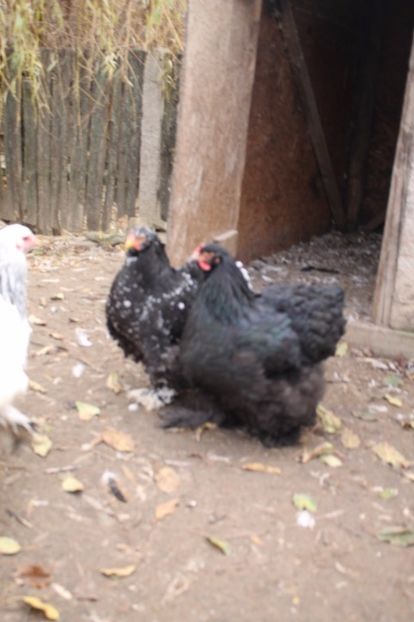  - Tineret 21 noiembrie 2017