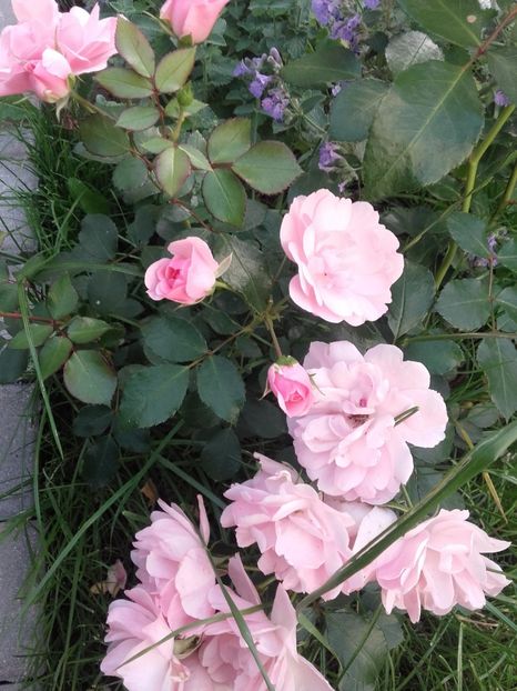  - Gradina mea cu flori