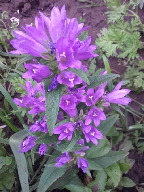  - Gradina mea cu flori