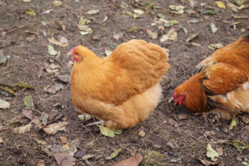  - Tineret 21 noiembrie 2017