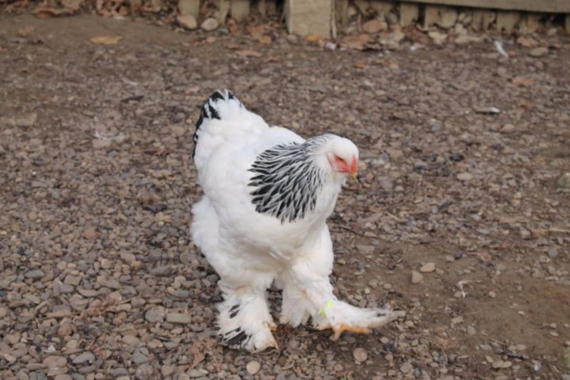  - Tineret 21 noiembrie 2017