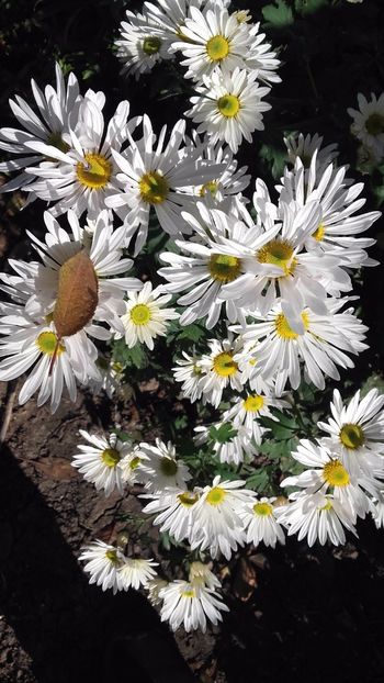  - Gradina mea cu flori