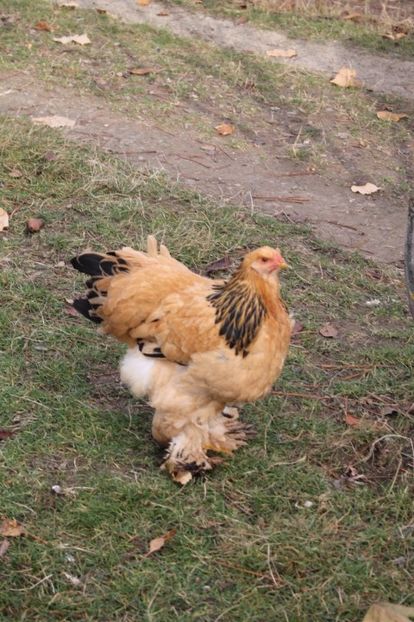  - Tineret 21 noiembrie 2017