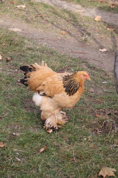  - Tineret 21 noiembrie 2017