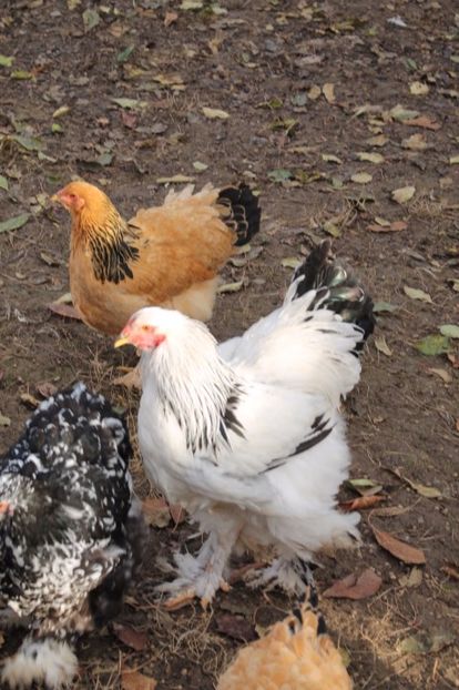  - Tineret 21 noiembrie 2017