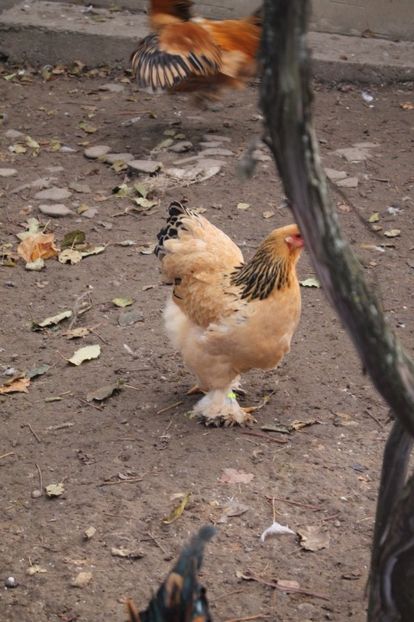  - Tineret 21 noiembrie 2017