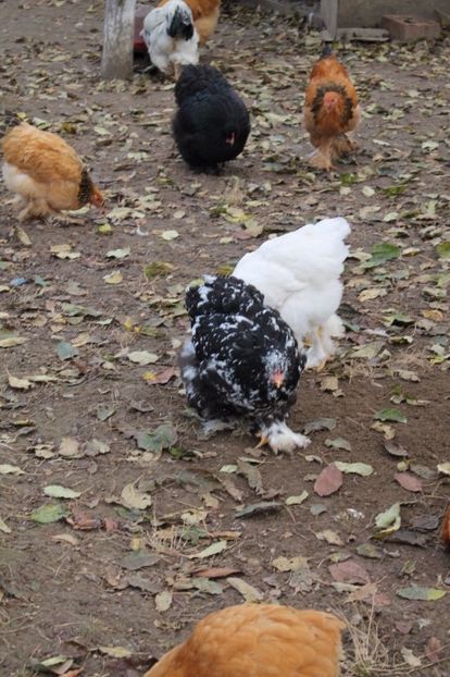  - Tineret 21 noiembrie 2017