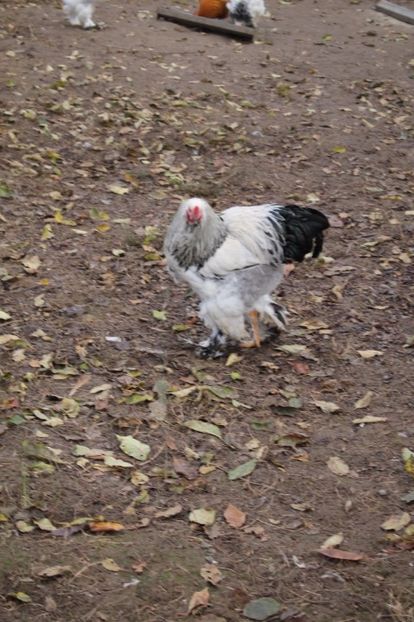  - Tineret 21 noiembrie 2017