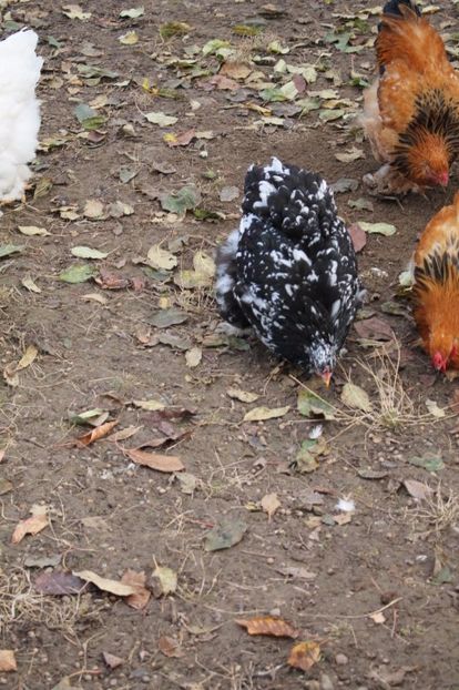  - Tineret 21 noiembrie 2017